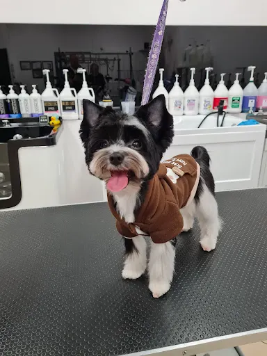 Salonik dla Pupila - fryzjer dla psa Bydgoszcz